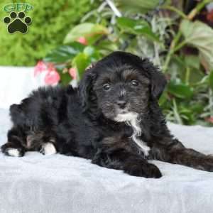 Riley, Yorkie Poo Puppy